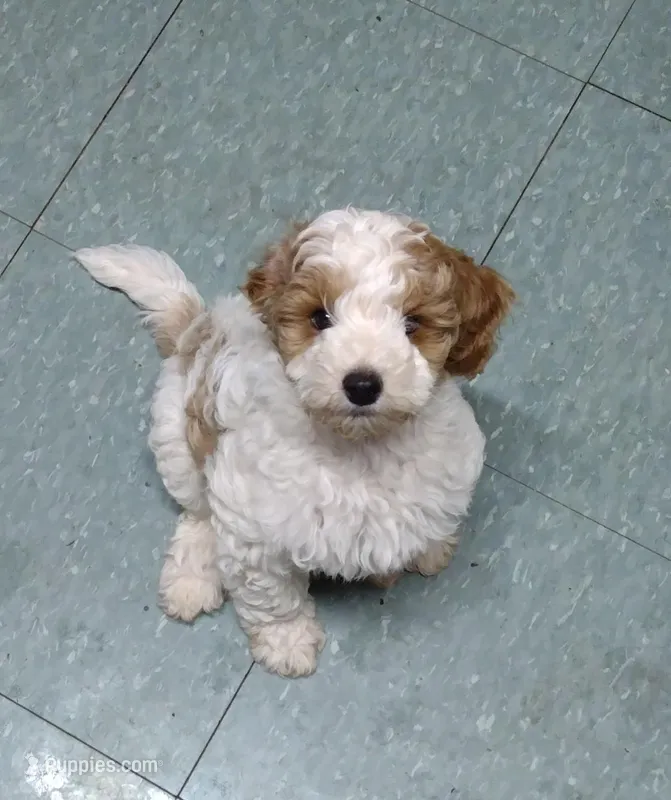 Joey – Miniature Goldendoodle puppy for sale in Marysville, CA