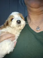 Joey, a male Miniature Goldendoodle for sale in Marysville, CA – Photo 7 of 8