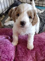 Joey, a male Goldendoodle and Poodle - Miniature  for sale in Marysville, CA – Photo 3 of 3