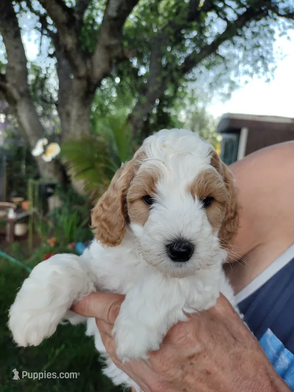 Joey – Miniature Goldendoodle puppy for sale in Marysville, CA