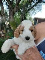 Joey, a male Miniature Goldendoodle for sale in Marysville, CA – Photo 4 of 5