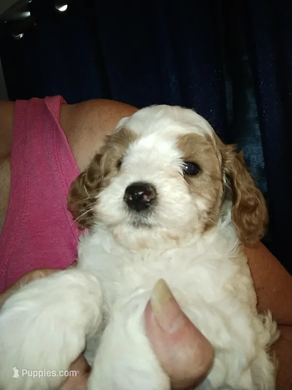 Joey – Goldendoodle, Poodle - Miniature  puppy for sale in Marysville, CA