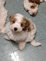 Joey, a male Miniature Goldendoodle for sale in Marysville, CA – 7 of 10