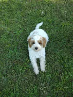 Joey, a male Miniature Goldendoodle for sale in Marysville, CA – 3 of 10