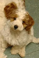 Joey, a male Miniature Goldendoodle for sale in Marysville, CA – 5 of 10