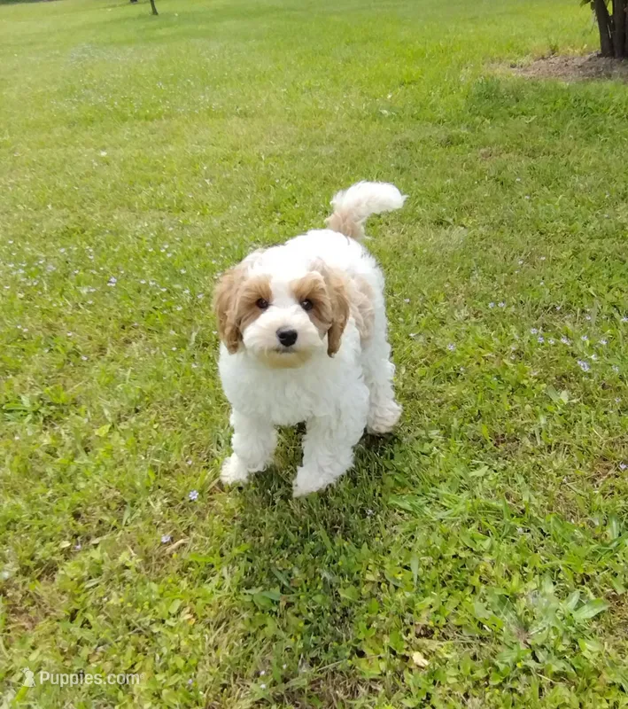 Joey – Miniature Goldendoodle puppy for sale in Marysville, CA