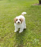 Joey, a male Miniature Goldendoodle for sale in Marysville, CA – 1 of 10