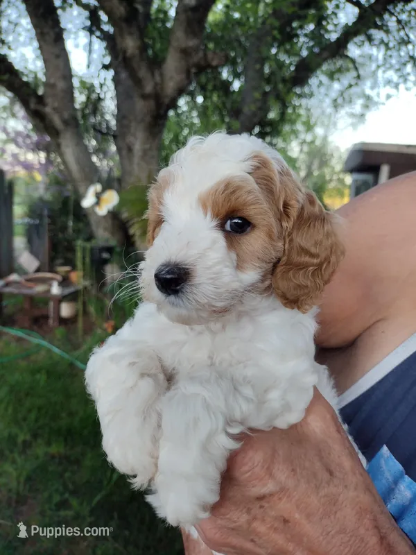 Joey – Miniature Goldendoodle puppy for sale in Marysville, CA