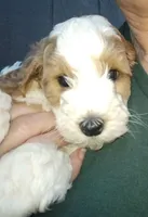 Joey, a male Miniature Goldendoodle for sale in Marysville, CA – Photo 6 of 8