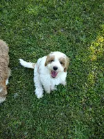 Joey, a male Miniature Goldendoodle for sale in Marysville, CA – 4 of 10