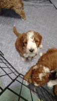 Cc, a male Miniature Goldendoodle for sale in Marysville, CA – 4 of 9