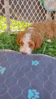 Cc, a male Miniature Goldendoodle for sale in Marysville, CA – 8 of 9