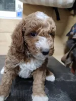 Red, a male Miniature Goldendoodle for sale in Marysville, CA – Photo 5 of 5