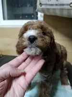 Red, a male Miniature Goldendoodle for sale in Marysville, CA – Photo 2 of 5