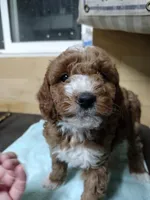 Red, a male Miniature Goldendoodle for sale in Marysville, CA – Photo 1 of 5