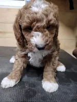 Red, a male Miniature Goldendoodle for sale in Marysville, CA – Photo 3 of 5