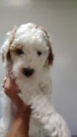 Dotty , a female Miniature Goldendoodle for sale in Marysville, CA – 2 of 6
