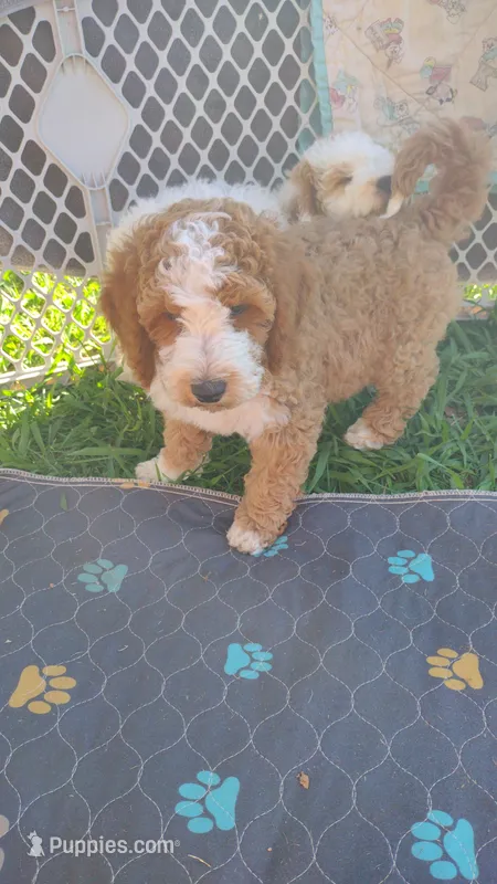 Cc – Miniature Goldendoodle puppy for sale in Marysville, CA