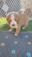 Cc, a male Miniature Goldendoodle for sale in Marysville, CA – 1 of 9