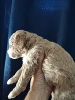 Joey, a male Miniature Goldendoodle for sale in Marysville, CA – 3 of 4