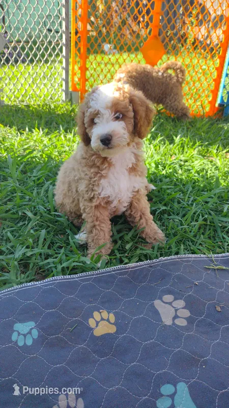 Joey – Miniature Goldendoodle puppy for sale in Marysville, CA