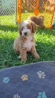 Joey, a male Miniature Goldendoodle for sale in Marysville, CA – 1 of 10