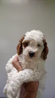 Patch , a male Miniature Goldendoodle for sale in Marysville, CA – 9 of 10