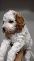 Patch , a male Miniature Goldendoodle for sale in Marysville, CA – 4 of 5