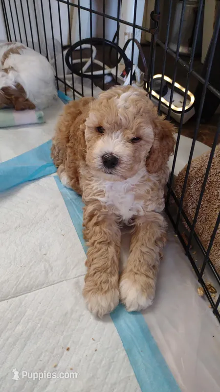 Tub, a male Goldendoodle and Poodle - Miniature  for sale in Marysville, CA – Photo 1 of 2