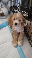 Tub, a male Goldendoodle and Poodle - Miniature  for sale in Marysville, CA – Photo 1 of 2