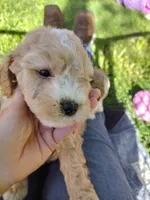 Tub, a male Goldendoodle and Poodle - Miniature  for sale in Marysville, CA – Photo 2 of 2