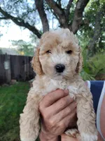 Tub, a male Miniature Goldendoodle for sale in Marysville, CA – Photo 3 of 4