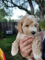 Tub, a male Miniature Goldendoodle for sale in Marysville, CA – Photo 4 of 4
