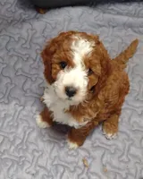 Blaze , a female Miniature Goldendoodle for sale in Marysville, CA – 3 of 6