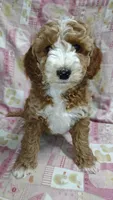 Blaze, a male Miniature Goldendoodle for sale in Marysville, CA – Photo 3 of 4