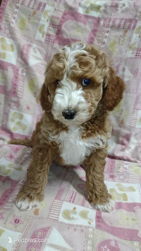 Blaze, a male Miniature Goldendoodle for sale in Marysville, CA – Photo 1 of 4