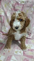 Blaze, a male Miniature Goldendoodle for sale in Marysville, CA – Photo 1 of 4