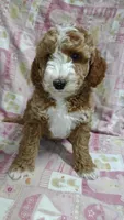 Blaze, a male Miniature Goldendoodle for sale in Marysville, CA – Photo 2 of 4