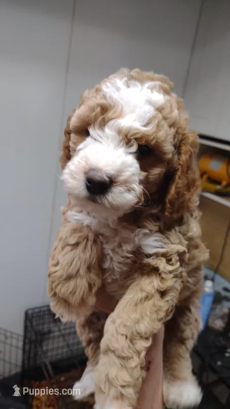 Joey – Miniature Goldendoodle puppy for sale in Marysville, CA