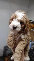 Joey, a male Miniature Goldendoodle for sale in Marysville, CA – 2 of 10
