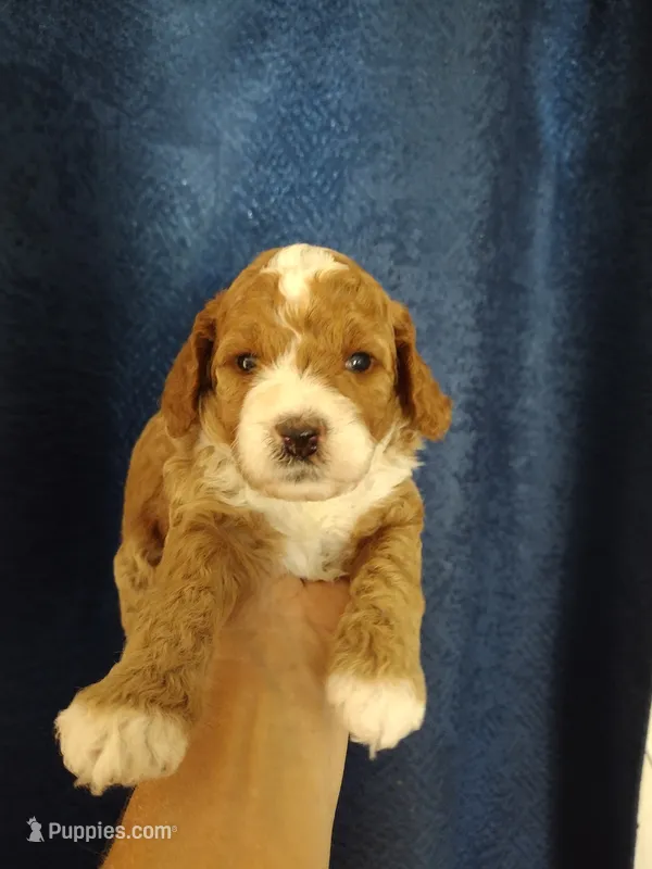 Skippy – Miniature Goldendoodle puppy for sale in Marysville, CA