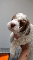 Jake, a male Miniature Goldendoodle for sale in Marysville, CA – 2 of 10