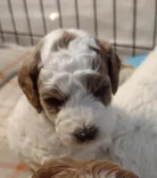 Patch, a male Miniature Goldendoodle for sale in Marysville, CA – Photo 2 of 10