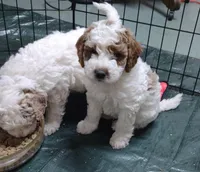 Patch, a male Miniature Goldendoodle for sale in Marysville, CA – Photo 1 of 10
