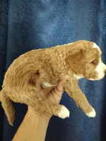 Skippy, a male Miniature Goldendoodle for sale in Marysville, CA – 4 of 5