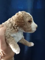Joey, a male Miniature Goldendoodle for sale in Marysville, CA – 2 of 4