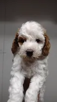Patch , a male Miniature Goldendoodle for sale in Marysville, CA – 3 of 5