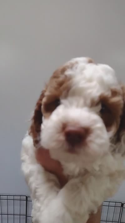 Jake, a male Miniature Goldendoodle for sale in Marysville, CA – 10 of 10