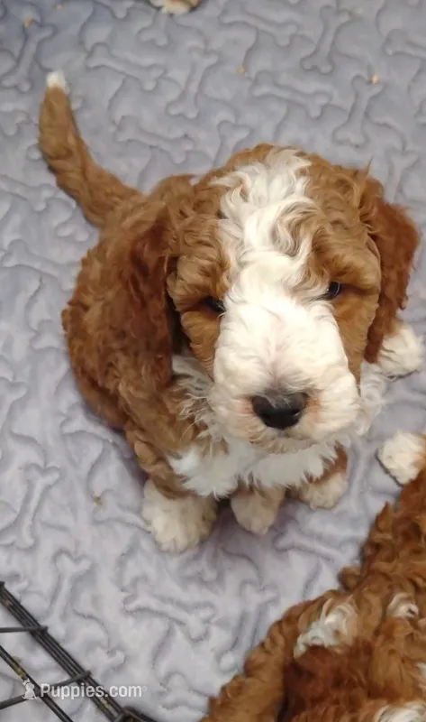 Cc – Miniature Goldendoodle puppy for sale in Marysville, CA