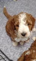 Cc, a male Miniature Goldendoodle for sale in Marysville, CA – 2 of 9